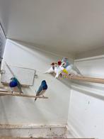 Koppels gouldamadines, Meerdere dieren