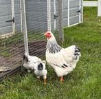 3 Wyandotte krielkippen en haan, Dieren en Toebehoren, Pluimvee, Meerdere dieren, Kip