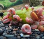 Roze posthoornslakken 20 voor 4 euro, Dieren en Toebehoren, Vissen | Aquariumvissen, Slak of Weekdier