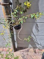 Orchidee Dendrobium Catenatum in hangpot p15 (6)