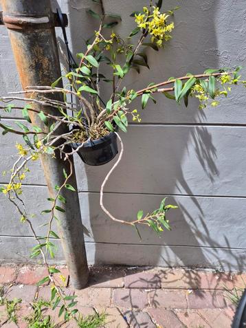 Orchidee Dendrobium Catenatum in hangpot p15 (6)  beschikbaar voor biedingen