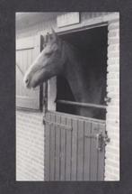 Soest Rusthuis Paarden Tiberius uit Amsterdam 1979., Verzamelen, Ansichtkaarten | Nederland, Utrecht, 1960 tot 1980, Ongelopen