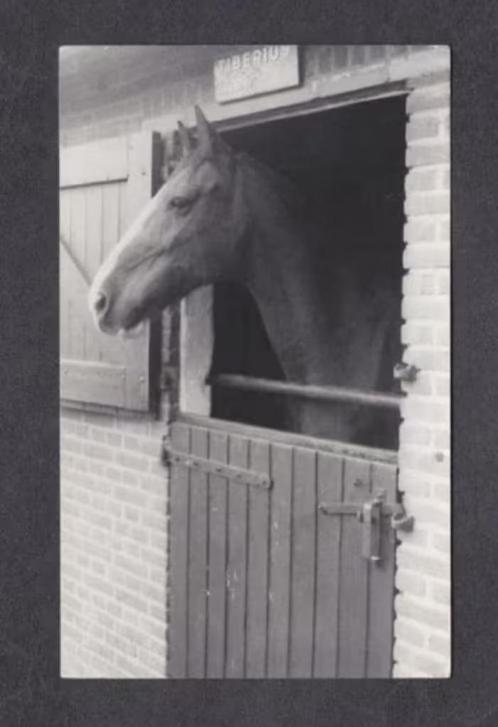 Soest Rusthuis Paarden Tiberius uit Amsterdam 1979., Verzamelen, Ansichtkaarten | Nederland, Ongelopen, Utrecht, 1960 tot 1980