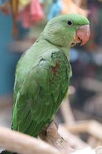 Alexander Parkiet | Nieuwsgierig | Handtam | Jonge vogels, Dieren en Toebehoren, Vogels | Parkieten en Papegaaien, Meerdere dieren