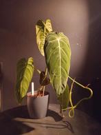 Philodendron melanochrysum, Huis en Inrichting, Kamerplanten, Ophalen, Overige soorten, Minder dan 100 cm