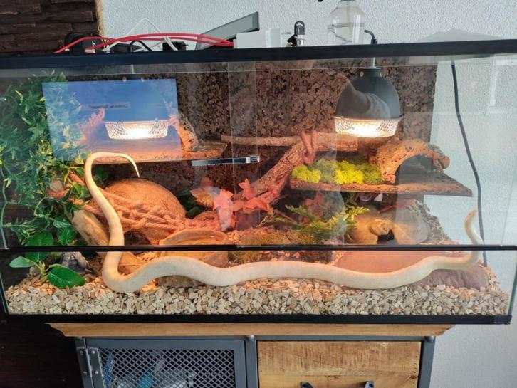 rattenslangen, Dieren en Toebehoren, Reptielen en Amfibieën, Slang, 3 tot 6 jaar, Met terrarium
