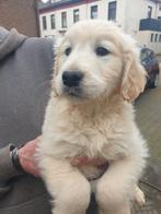 Prachtige lieve Golden retriever pups, Golden retriever, Rabiës (hondsdolheid), 8 tot 15 weken, Teef