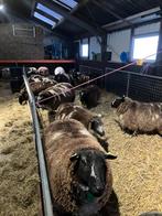 Gratis af te halen Bonte wol van 15 schapen, Dieren en Toebehoren, Meerdere dieren, Schaap