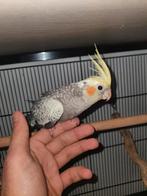 Tamme Knappe valkparkiet  met DNA, Dieren en Toebehoren, Vogels | Parkieten en Papegaaien, Geslacht onbekend, Parkiet