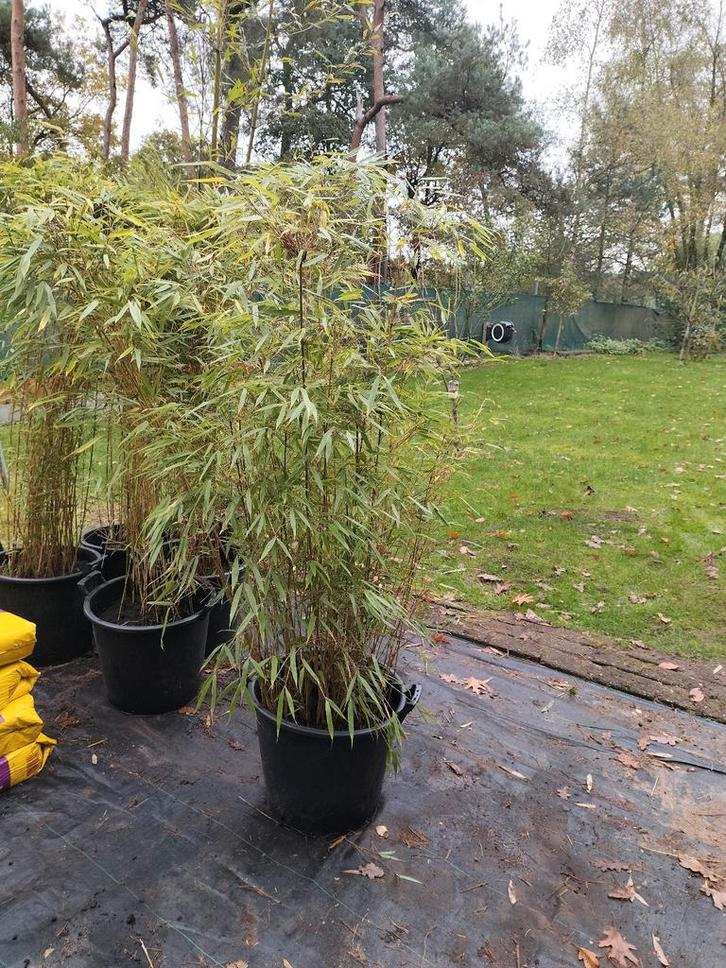 Bamboe Fargesia, Tuin en Terras, Planten | Struiken en Hagen, Struik, Bamboe, 100 tot 250 cm, Ophalen
