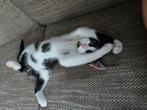 (Zwerf)kittens + moeder zoeken thuis, Dieren en Toebehoren, Katten en Kittens | Overige Katten, Kater