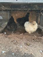 Zijdehoender 2 hennen, Meerdere dieren, Kip