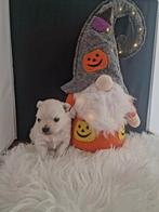 Pomeriaan x pomchi pups, Dieren en Toebehoren, 8 tot 15 weken, CDV (hondenziekte), Meerdere, Nederland