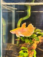 Golden Yellow Plakat Male Betta – Healthy & Active, Vis