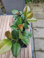 Ficus Elastica, rubberplant stek 5 stuks, Huis en Inrichting, Kamerplanten, Ophalen, Ficus, Halfschaduw, In pot