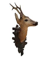 Muur plaquette met hertenkop+gewei, Ophalen of Verzenden