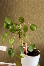 Pannenkoek plant 35 cm, Ophalen, Halfschaduw, Minder dan 100 cm