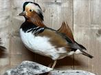 Opgezet opgezette manderijneend taxidermie veluwe nieuw, Ophalen, Nieuw, Vogel, Opgezet dier