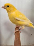 Kanarie geel 2025, Dieren en Toebehoren, Mannelijk, Kleurkanarie