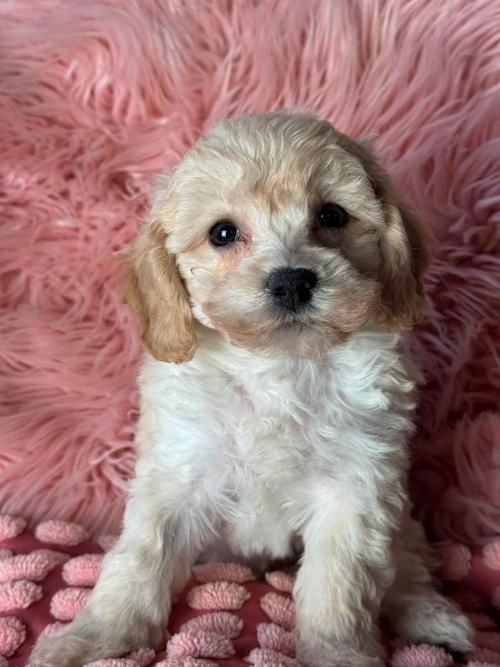 Maltipoo pups reutjes 1250€ teefje 1500€, Dieren en Toebehoren, Honden | Chihuahua's en Gezelschapshonden, Meerdere dieren, Overige rassen
