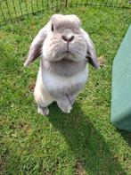 Prachtige en lieve Siam kleur Hangoordwerg voedster, Vrouwelijk, Dwerg