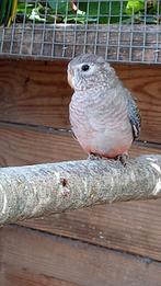 Bourke parkiet, Vrouwelijk, Parkiet, Geringd