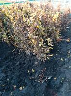 carpinus betulus (haagbeuk, bladverliezend), Tuin en Terras, Ophalen, Overige soorten, Haag, Minder dan 100 cm