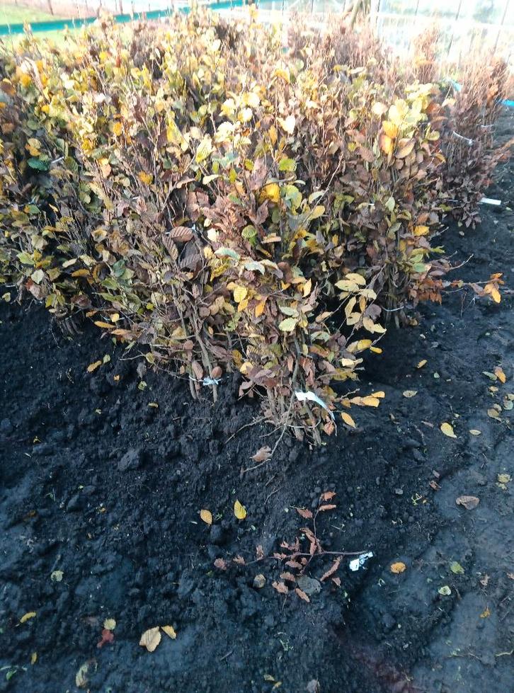 carpinus betulus (haagbeuk, bladverliezend), Tuin en Terras, Planten | Struiken en Hagen, Haag, Overige soorten, Minder dan 100 cm