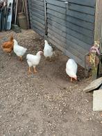 Trio witte Barnevelders, Dieren en Toebehoren, Pluimvee, Meerdere dieren, Kip