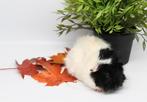 Cavia's super lief en super tam., Cavia, Meerdere dieren, Tam, September