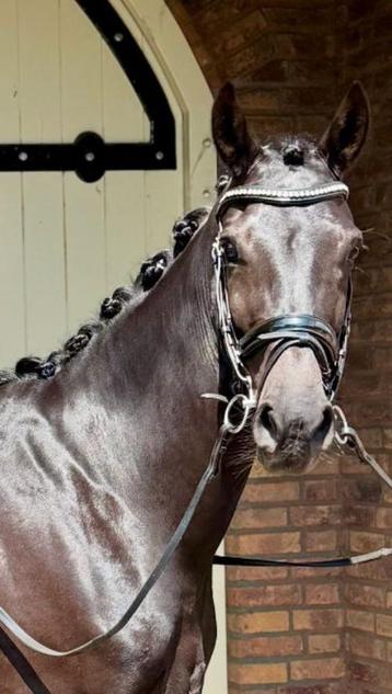 Mooie zwarte Merrie (Le formidable x High sky's Reine B)  beschikbaar voor biedingen