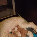 Prachtige labradoodle pups, Overige rassen, CDV (hondenziekte), 8 tot 15 weken, Meerdere dieren