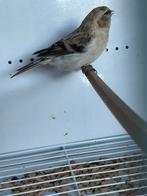 witstuit barmsijzen met dna, Dieren en Toebehoren, Meerdere dieren, Wildzangvogel, Geringd