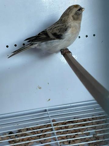 witstuit barmsijzen met dna beschikbaar voor biedingen