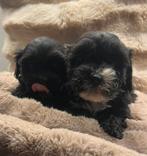 Te koop mooie kleine dwerg poedel kruising pups (maltipoo), Poedel, Parvo, 8 tot 15 weken, Meerdere