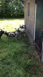 Rammen / dek rammen / dekram, Mannelijk, Schaap