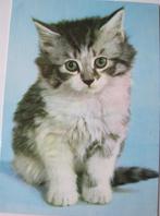 Poes - poesje op blauwe achtergrond - 1980, Verzamelen, Verzenden, 1980 tot heden, Gelopen, Hond of Kat