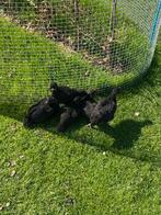 5 kuikens nieuwhampsire x australorp, Dieren en Toebehoren, Meerdere dieren, Kip