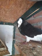 Cappucijner duiven, Dieren en Toebehoren, Meerdere dieren, Overige soorten