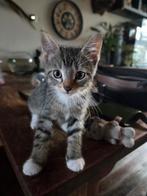 Supel lieve mensgerichte kittens te koop, Meerdere dieren