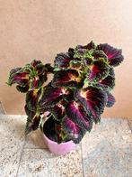 Siernetel Coleus bordeaux kamerplant planten 63 cm in pot, Huis en Inrichting, Kamerplanten, Ophalen, Overige soorten, Halfschaduw