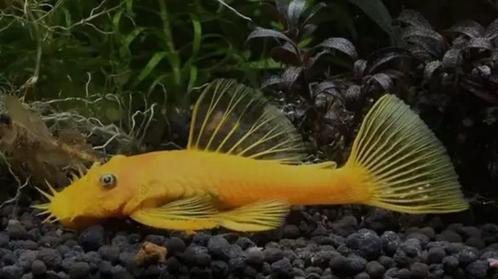 Jonge gele algeneters L144 te koop, Dieren en Toebehoren, Vissen | Aquariumvissen