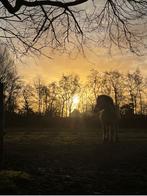 Ruime paddock aangeboden in Schoorl voor kleine pony., Dieren en Toebehoren, Stalling en Weidegang