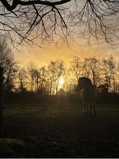 Ruime paddock aangeboden in Schoorl voor kleine pony., Dieren en Toebehoren, Stalling en Weidegang