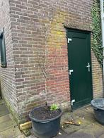 Perenboom, Tuin en Terras, Planten | Fruitbomen, Ophalen, Lente, Volle zon, Perenboom