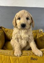 Labradoodle pups medium, Nederland, Overige rassen, 8 tot 15 weken, Meerdere