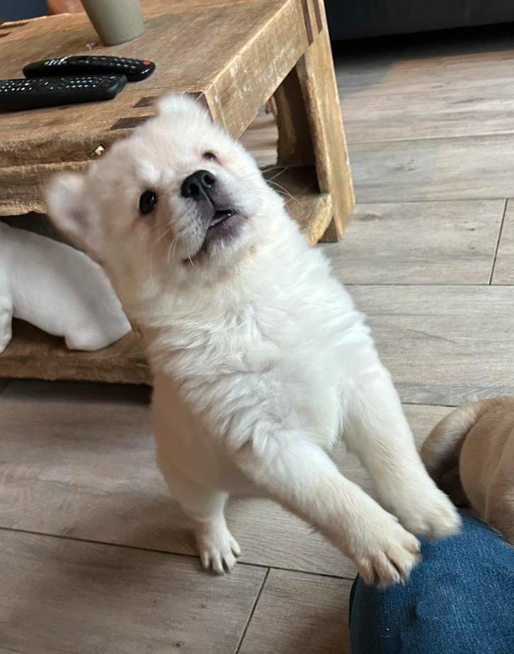 Franse Bulldog x Chow Chow Frow Frow pups. Mogen verhuizen!, Dieren en Toebehoren, Honden | Niet-rashonden, Klein, Meerdere dieren