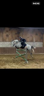 Exclusieve drachtige Merrie te Koop, Dieren en Toebehoren, Merrie, Springpaard