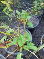 Tuinplanten/vaste planten over, Tuin en Terras, Planten | Tuinplanten, Ophalen, Overige soorten, Halfschaduw