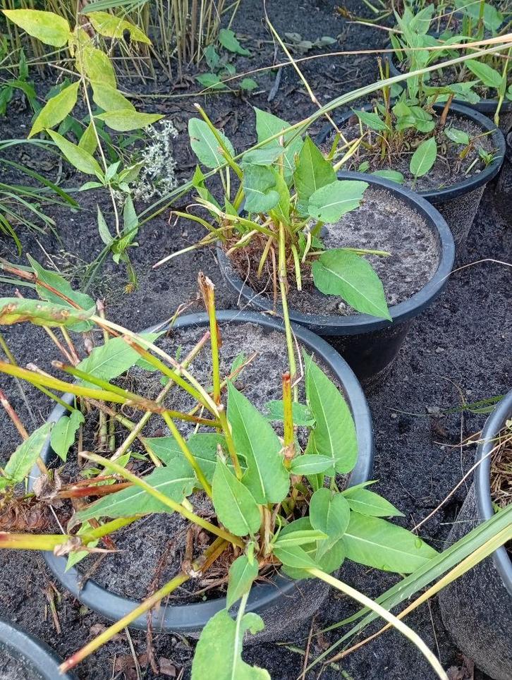 Tuinplanten/vaste planten over, Tuin en Terras, Planten | Tuinplanten, Overige soorten, Halfschaduw, Ophalen